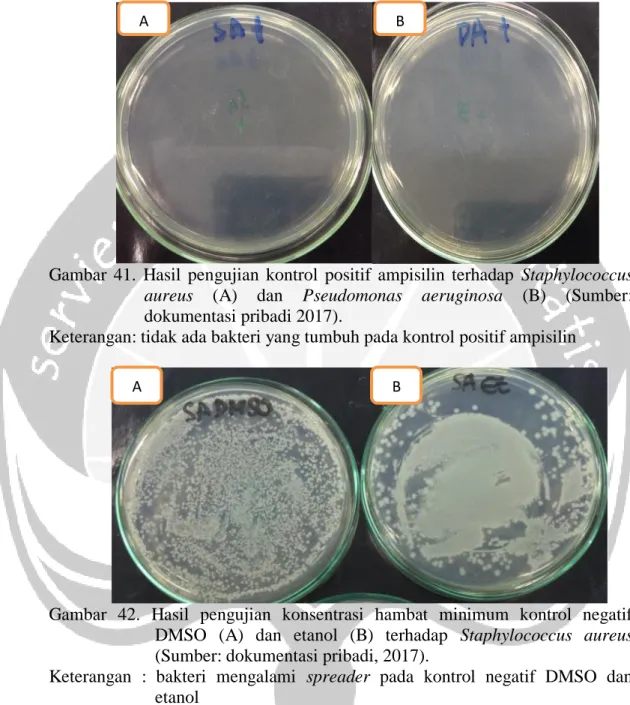 Gambar  41.  Hasil  pengujian  kontrol  positif  ampisilin  terhadap  Staphylococcus 