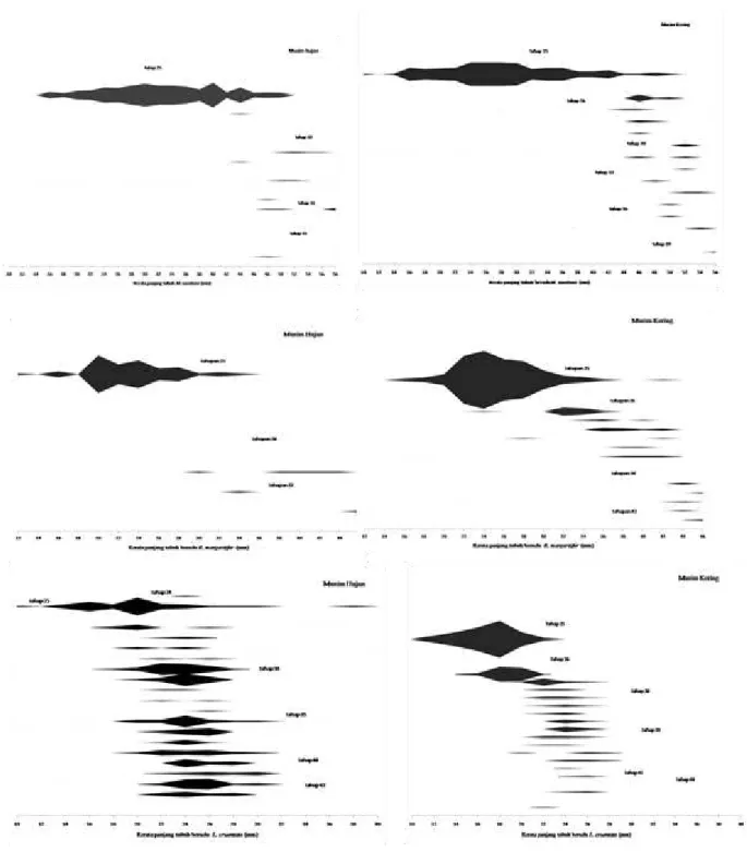 Gambar 2.  Diagram layang kelimpahan rerata panjang tubuh (mm) berudu M. montana (atas), R