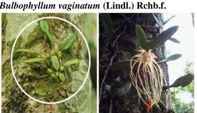 Gambar 4. A. B. vaginatum, B. Bunga B. vaginatum  Sinonim : Bulbophyllum whiteanum (Rolfe) J.J.Sm