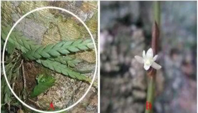 Gambar 7. A. D. oblongum, B. Bunga D. oblongum  Sinonim : Oxystophyllum oblongum (Ames &amp; C