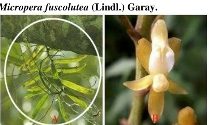Gambar 11. P. latifolia  Sinonim : Cleisostoma latifolium Lindl. 