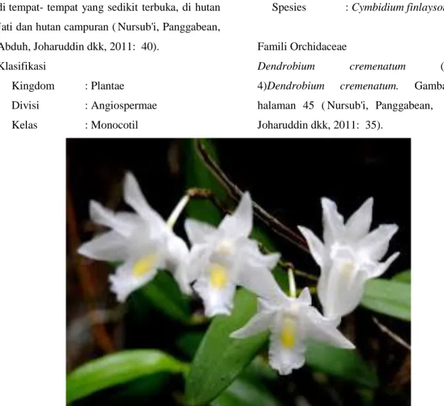 Gambar 5: Dendrobium crumenatum https://indonesianorchids.files.wordpress.com  Berdasarkan  hasil  pengamatan  ciri 