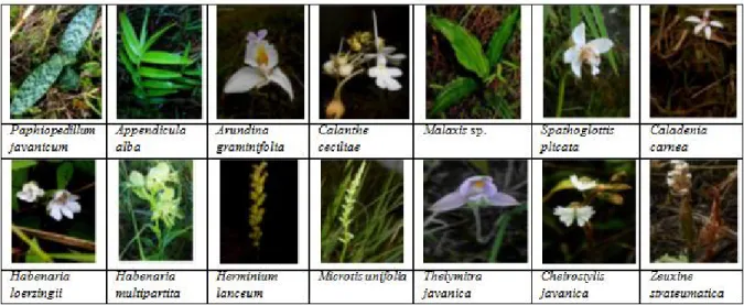 Gambar 3. Jenis-jenis anggrek tanah yang ditemukan di Gunung Andong,Magelang, Jawa Tengah