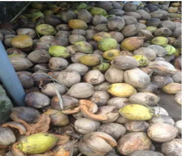 Gambar 2.2 Buah Kelapa 