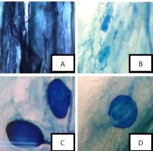 Gambar 3 Kolonisasi FMA pada akar tanaman jati (Tectona grandis) (A) hifa (B) arbuskula (C) vesikula (D)  spora 