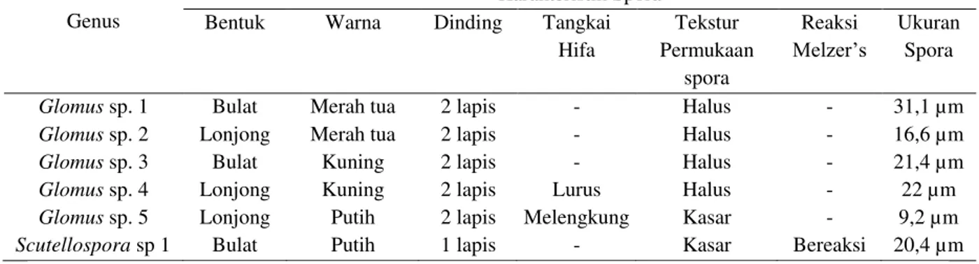 Tabel 4.   Karakteristik Tipe Spora FMA Pada Tanaman Bintaro Sampel Tanah Aluvial  (The Characteristics Of AMF Spores on Alluvial Soil Samples Bintaro Plant) 