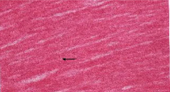 Gambar 1. Mikrograf jantung pada kelompok diberi ransum standar 521 mengandung 3%  minyak sawit normal (P1)