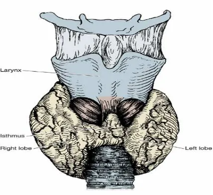 Gambar 1. Tiroid manusia. (13)