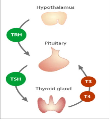 Gambar 2. Diagram pengaturan sekresi tiroid. (13) 