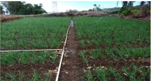 Gambar 4.5Tanaman Bawang Merah dalam Proses Pemeliharaan  Pada  gambar  diatas  menunjukkan  bahwa  para  petani  sudah  tidak  kesulitan  pada saat proses pemeliharaan karena alat yang digunakan untuk menyiram tanaman 