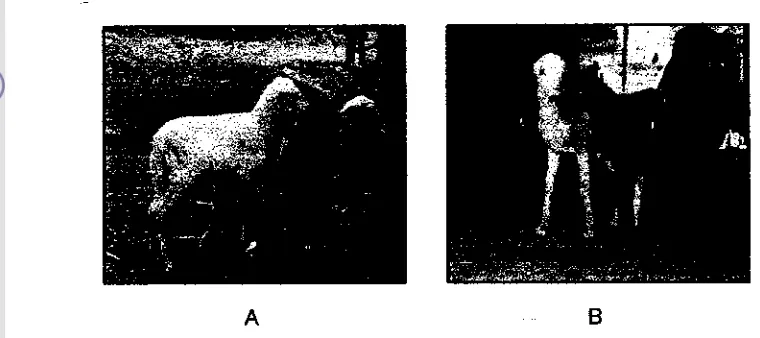 Gambar 9 A. Anak domba hasillB dan semen baku (GkuE) dan B. Anak 