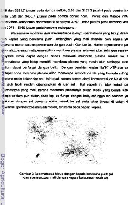 Gambar 3 Spermatozoa hidup dengan kepala berwama putih (a) dan spermatozoa mati dengan kepala berwama merah (b)