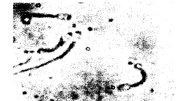 Gambar 4 Spermatozoa dengan membran plasma sel yang ubJh ditandai oleh ekor melingkar (a) dan yang rusak ditandai oleh ekor lurus (b)
