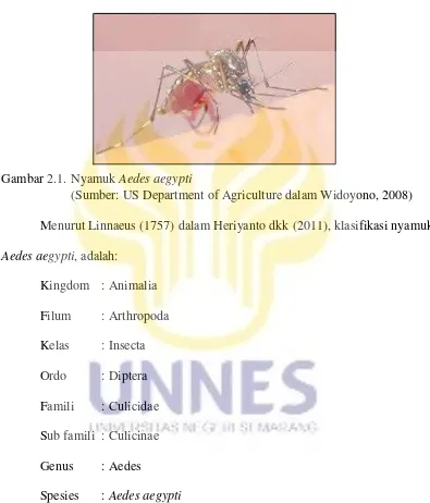 Gambar 2.1. Nyamuk Aedes aegypti 