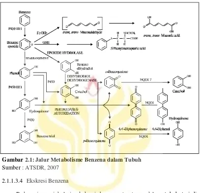 Gambar 2.1: Jalur Metabolisme Benzena dalam Tubuh 