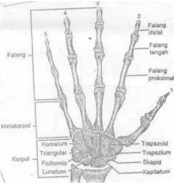 Gambar 2.3 Struktur rangka pergalangan tangan  