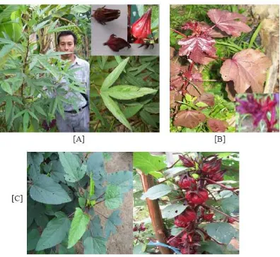 Gambar 1.   Jenis-jenis Rosella. [A] dan [B] adalah varietas rosella yang ditemukan ketika eksplorasi, dan [C] adalah varietas rosela yang telah dibudidayakan di UIN Suska Riau