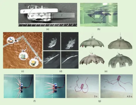 Figure 6. The bending of polymers for aquatic locomotion in soft-matter robots: (a) fish-like swimming with a polyoxymethylene body and a silicone-based elastomer tail actuated by a pair of frog muscles [29], (b) manta-ray-like swimming with polypropylene elastomer fins [57], (c) fish-like swimming with a tail containing a hydrogel notochord actuated by a servo motor [30], (d) jellyfish-like swimming with polydimethylsiloxane actuated by cardiomyocytes [31], (e) jellyfish-like swimming with silicone-based elastomer actuated by a shape-memory alloy composite [32], (f) octopus-like swimming with silicone-based elastomer actuated by cables and servo motors [33], and (g) octopus-like swimming with ionic stimuli-responsive hydrogel [58].