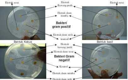Gambar 4. Zona Penghambatan Ekstrak Kasar Bawang Putih, Serai, Daun Mimba dan Daun Sirih terhadap Bakteri Gram Posisitif dan Negatif dari bentuk kokus dan basil