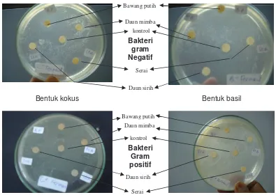 Tabel 4. Luas Daerah Penghambatan dari Bahan Tanaman yang Difermentasi Selama 24 Jam Bakteri Gram Positif dan Bakteri Gram Negatif Bentuk Basil dan Kokus 