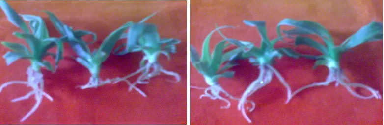 Gambar 1. Morfologi tanaman pada media perakaran pada 5 MST. 