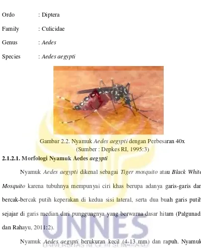 Gambar 2.2. Nyamuk Aedes aegypti dengan Perbesaran 40x 