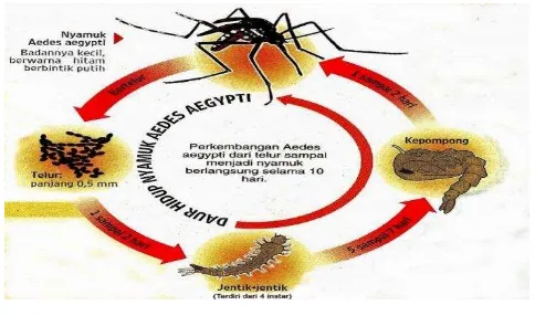 Gambar 2.4. Siklus Hidup Nyamuk Aedes aegypti 