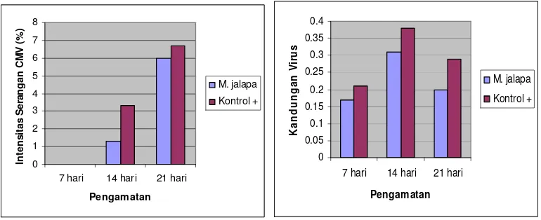 Gambar 1. Intensitas Serangan CMV dan Kandungan Virus dalam Tanaman Cabai                    Merah  
