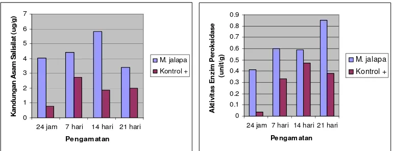 Gambar 2. Kandungan Asam Salisilat dan Aktivitas Enzim Peroksidase Dalam Tanaman Cabai Merah 