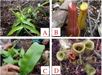 Gambar 2. Bentuk morfologi tanaman Nepenthes. [A-B] N. gracillis, [C-D] N. ampularia.