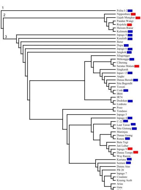 Gambar 1.  Dendrogram  53  genotipe  padi  hasil  analisis  menggunakan  4.606  marka  SNP