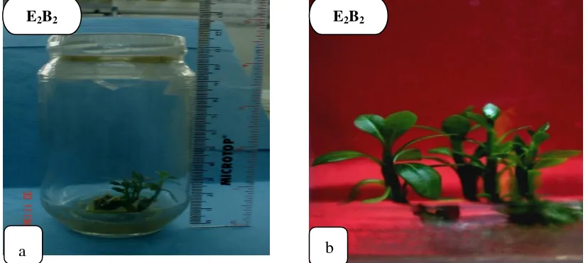 Gambar 1.  Pertumbuhan  eksplan pada perlakuan E2B2 ketika berumur 1,5 bulan setelah  perlakuan (a)  dan Perkembangan eksplan pada perlakuan E2B2 saat akhir penelitian (b) 