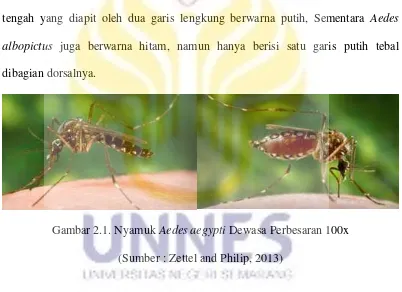 Gambar 2.1. Nyamuk Aedes aegypti Dewasa Perbesaran 100x 