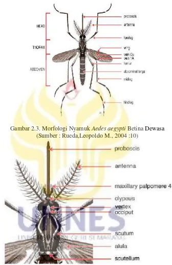Gambar 2.3. Morfologi Nyamuk Aedes aegypti Betina Dewasa 