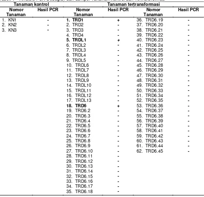 Tabel. 1    Analisis PCR Sebagian dari Sampel Tanaman Kontrol dan Tertransformasi  