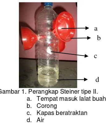 Tabel 1. Jenis lalat buah yang terperangkap   