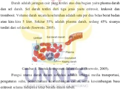 Gambar 1. Bentuk komponen dalam darah (Soewolo, 2005).