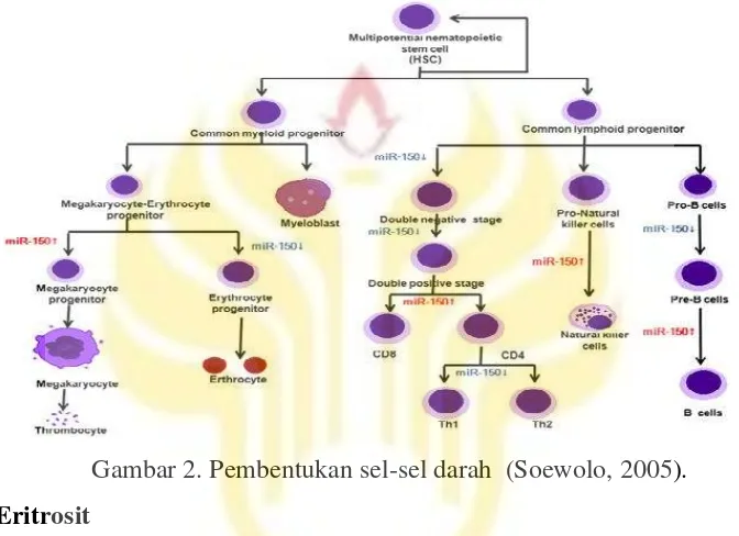Gambar 2. Pembentukan sel-sel darah (Soewolo, 2005).