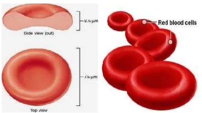 Gambar 3. Bentuk sel darah merah (Soewolo, 2005).