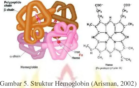 Gambar 5. Struktur Hemoglobin (Arisman, 2002)