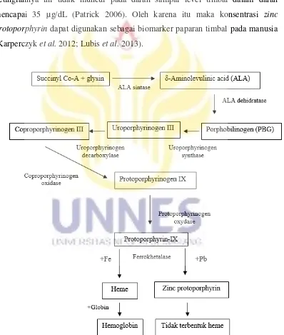 Gambar 3  Skema sintesis hemoglobin dan interverensi timbal (Suciani 2007 yang dimodifikasi) 