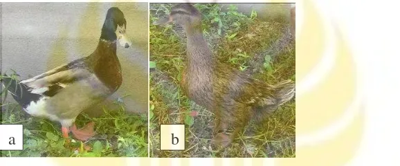 Gambar 1 (a) Itik jantan (b) itik betina (Veeramani et al. 2014) 
