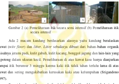 Gambar 2 (a) Pemeliharaan itik secara semi intensif (b) Pemeliharaan itik 