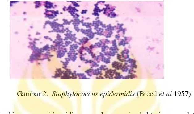Gambar 2.  Staphylococcus epidermidis (Breed et al 1957). 
