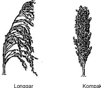 Gambar 7. Bentuk Malai Genotipe L1,L2,L3,L4 dan L5  