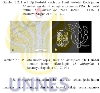 Gambar 2.2. Hasil Uji Postulat Koch : a. Hasil Postulat Koch jamur 
