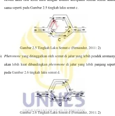 Gambar 2.5 Tingkah Laku Semut c (Fernandez, 2011: 2) 