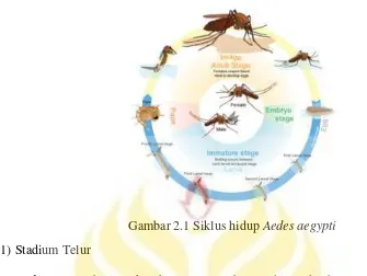 Gambar 2.1 Siklus hidup Aedes aegypti 