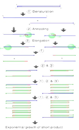 Gambar 6  Tahapan dalam proses PCR (Anonim 2007). 