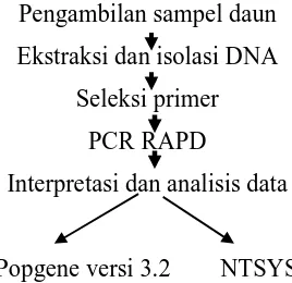 Gambar 7  Prosedur penelitian dengan metode RAPD.  